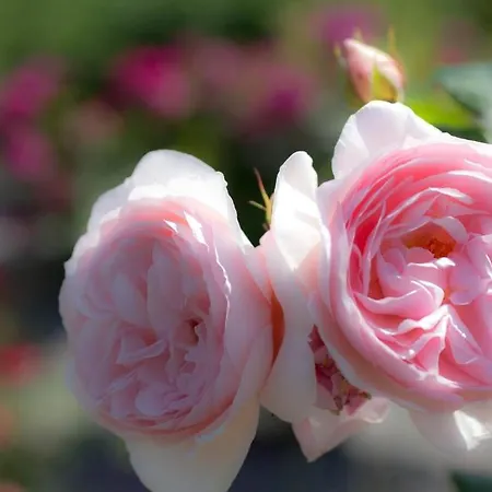 Kathleens Lower Coolcorcoran